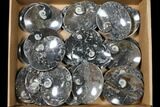 Lot: Oval Dishes With Goniatite Fossils - Pieces #119335-1